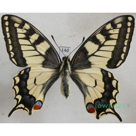 Papilio machaon Linnaeus, 1758 Paź królowej Czech 60mm14d